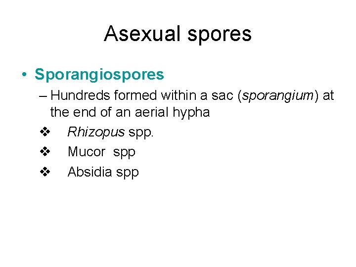 Asexual spores • Sporangiospores – Hundreds formed within a sac (sporangium) at the end