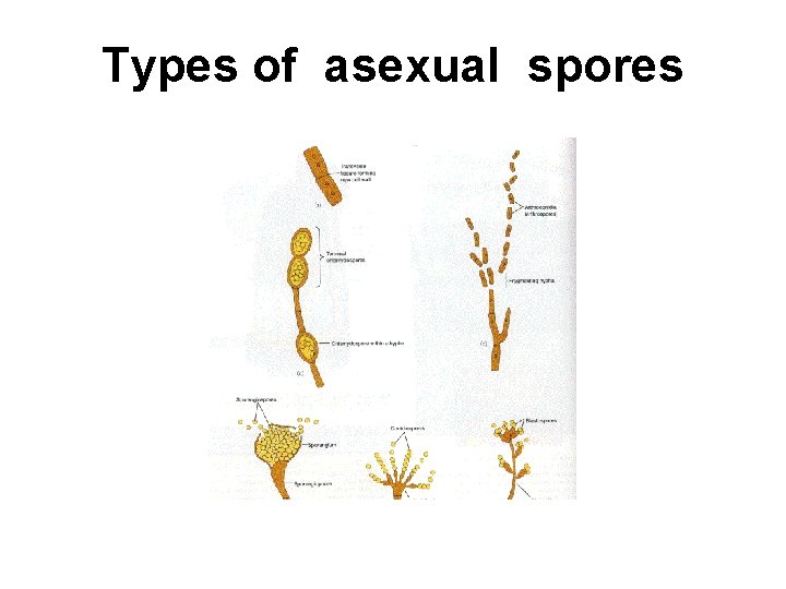 Types of asexual spores 