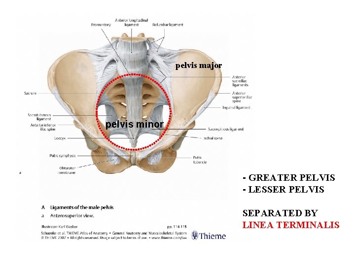 Pelvic Girdle Dr Kroly Altdorfer Pelvis Major Pelvis