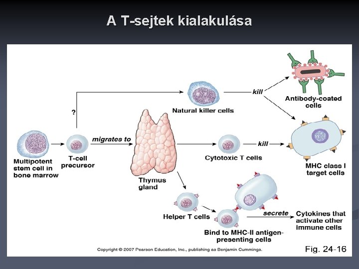 A T-sejtek kialakulása 