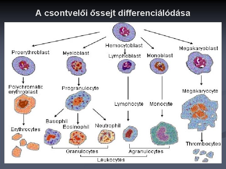 A csontvelői őssejt differenciálódása 