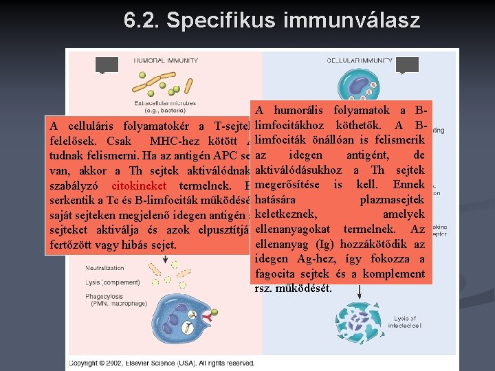 6. 2. Specifikus immunválasz A humorális folyamatok a Bköthetők. A BA celluláris folyamatokér a