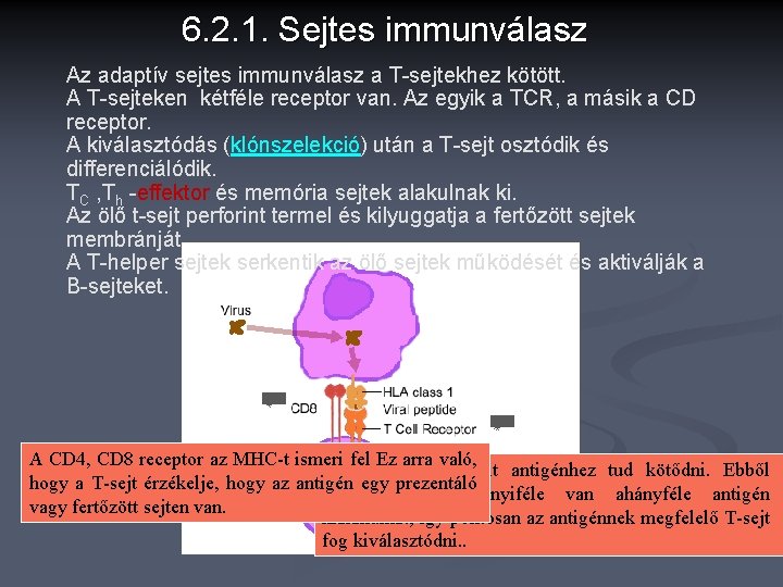 6. 2. 1. Sejtes immunválasz Az adaptív sejtes immunválasz a T-sejtekhez kötött. A T-sejteken