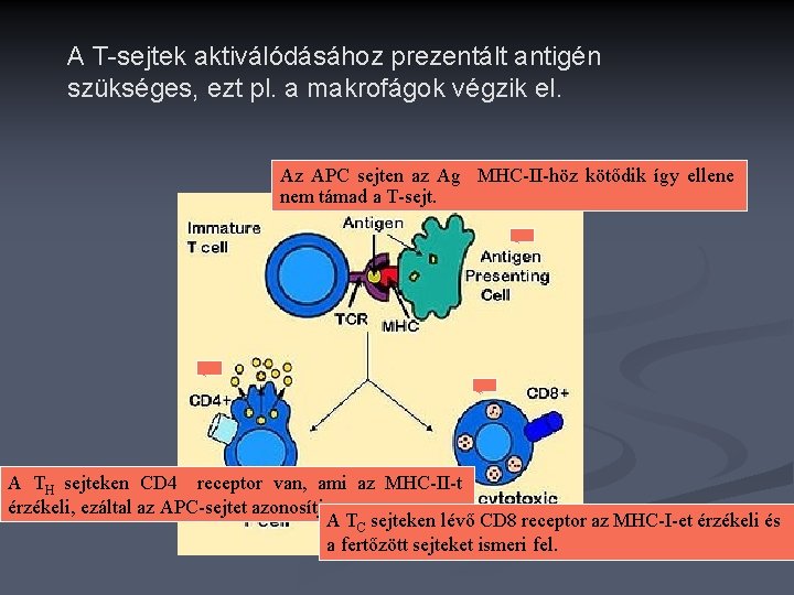A T-sejtek aktiválódásához prezentált antigén szükséges, ezt pl. a makrofágok végzik el. Az APC