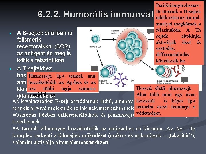 Perifériásnyirokszerv. Itt történik a B-sejtek találkozása az Ag-nel, amelyet megkötnek a felszínükön. A Th