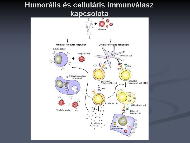 Humorális és celluláris immunválasz kapcsolata 