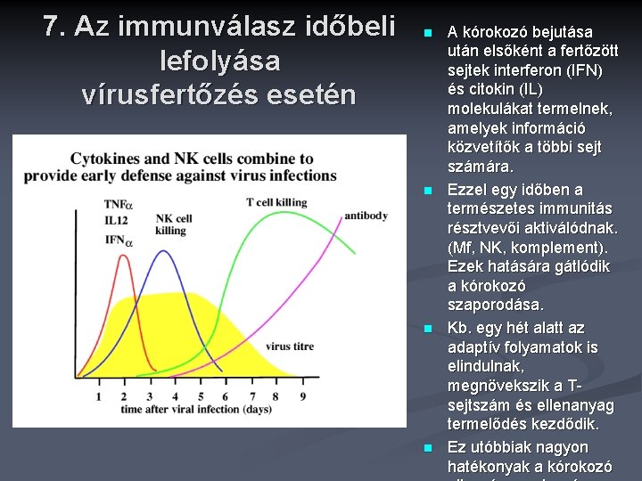 7. Az immunválasz időbeli lefolyása vírusfertőzés esetén n n A kórokozó bejutása után elsőként