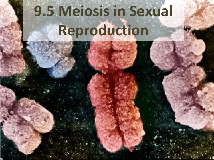 9. 5 Meiosis in Sexual Reproduction 