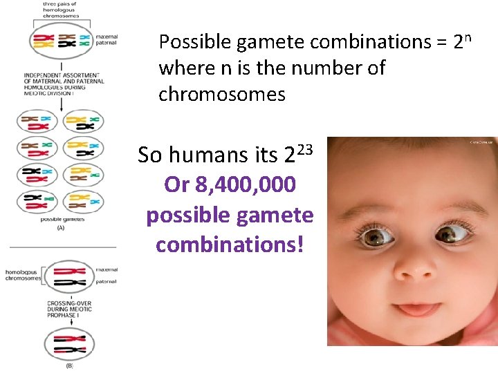 Possible gamete combinations = 2 n where n is the number of chromosomes So