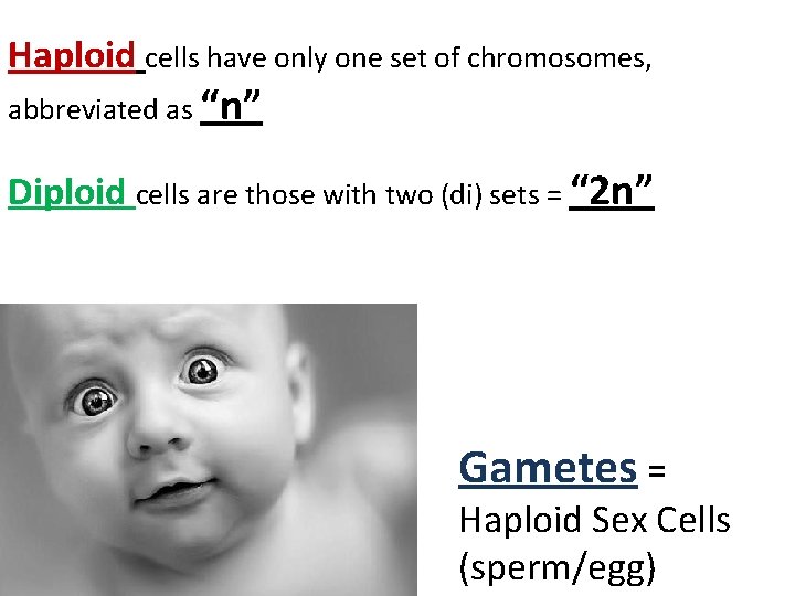 Haploid cells have only one set of chromosomes, abbreviated as “n” Diploid cells are