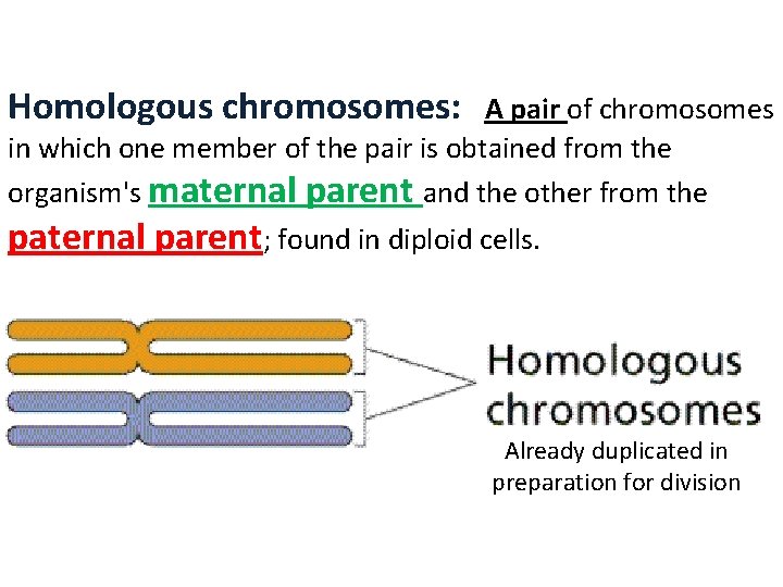 Homologous chromosomes: A pair of chromosomes in which one member of the pair is