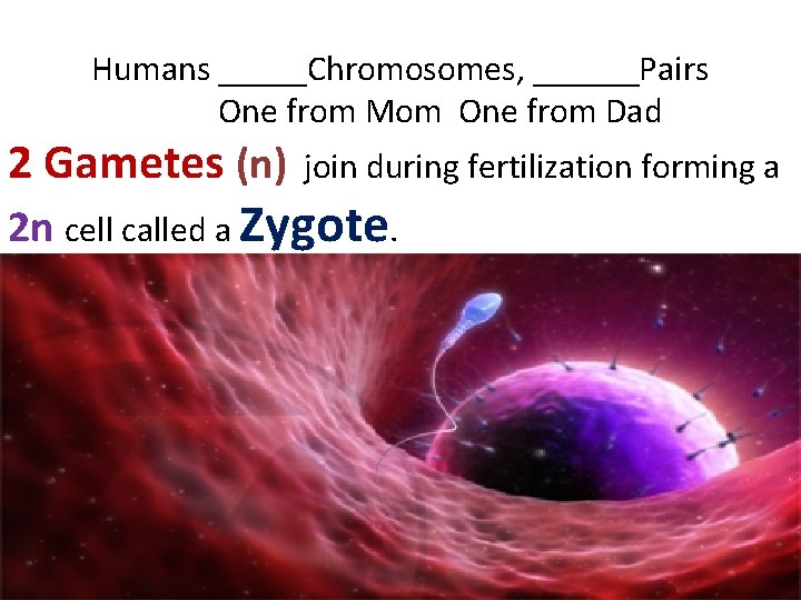 Humans _____Chromosomes, ______Pairs One from Mom One from Dad 2 Gametes (n) join during