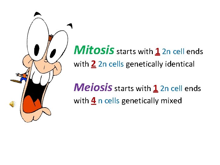 Mitosis starts with 1 2 n cell ends with 2 2 n cells genetically