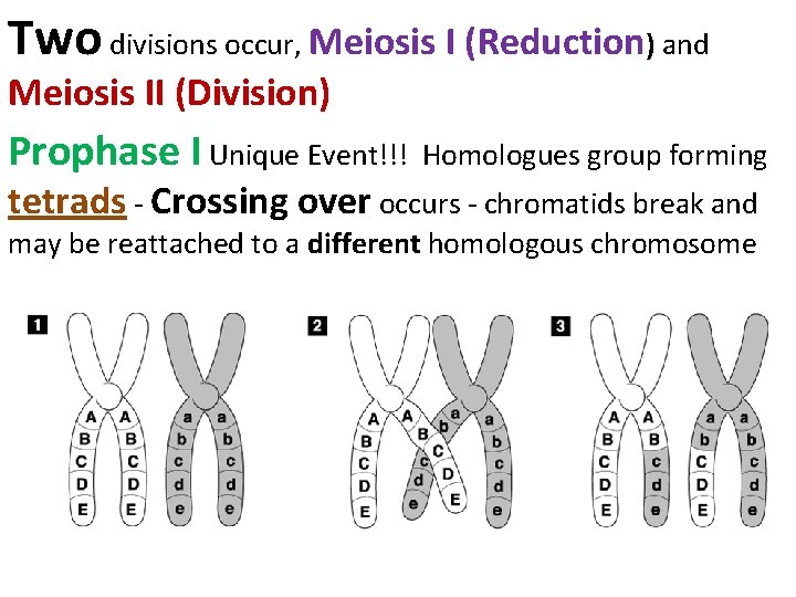 Two divisions occur, Meiosis I (Reduction) and Meiosis II (Division) Prophase I Unique Event!!!