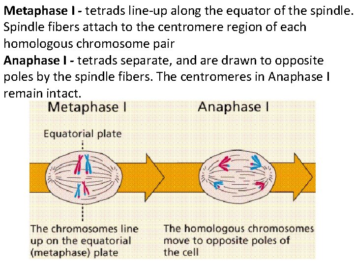 Metaphase I - tetrads line-up along the equator of the spindle. Spindle fibers attach