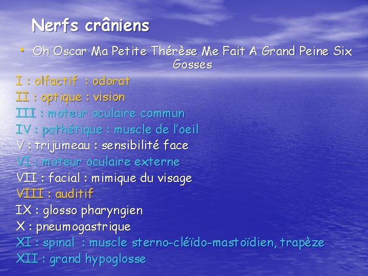 Nerfs crâniens • Oh Oscar Ma Petite Thérèse Me Fait A Grand Peine Six
