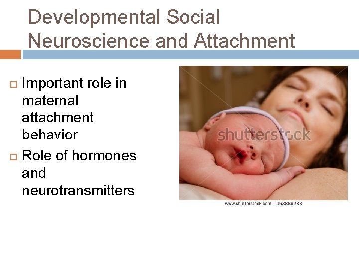 Developmental Social Neuroscience and Attachment Important role in maternal attachment behavior Role of hormones