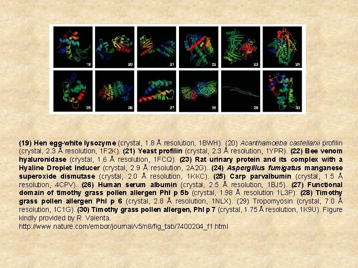 (19) Hen egg-white lysozyme (crystal, 1. 8 Å resolution, 1 BWH). (20) Acanthamoeba castellanii