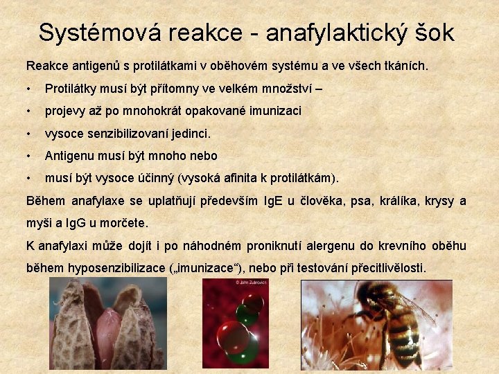 Systémová reakce - anafylaktický šok Reakce antigenů s protilátkami v oběhovém systému a ve