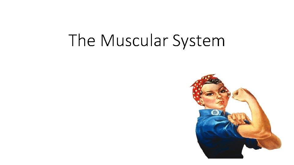 The Muscular System 