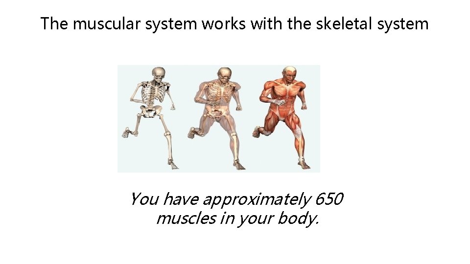 The muscular system works with the skeletal system You have approximately 650 muscles in