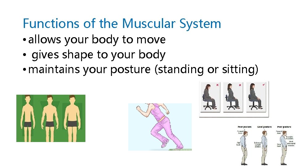 Functions of the Muscular System • allows your body to move • gives shape
