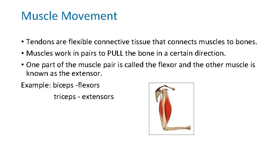 Muscle Movement • Tendons are flexible connective tissue that connects muscles to bones. •
