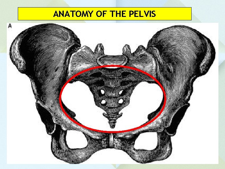 ANATOMY OF THE PELVIS 