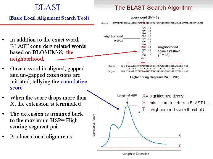 BLAST (Basic Local Alignment Search Tool) • In addition to the exact word, BLAST