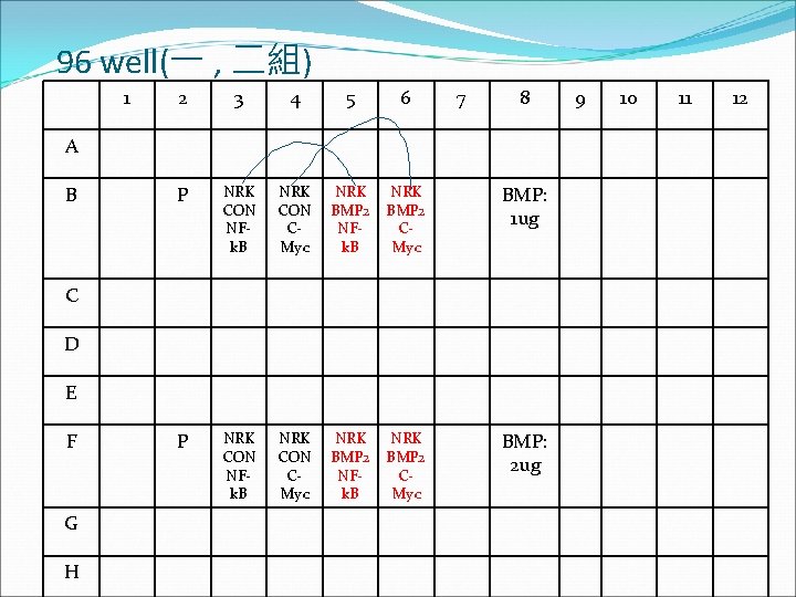 96 well(一 , 二組) 1 2 3 4 5 6 7 8 P NRK