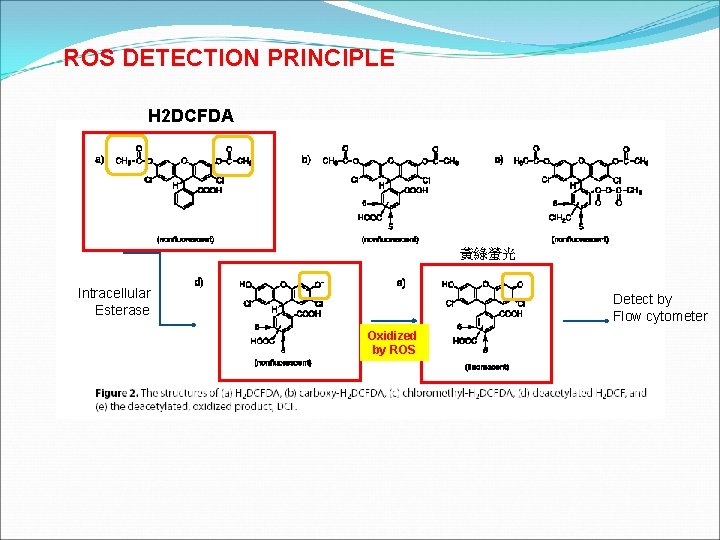 ROS DETECTION PRINCIPLE H 2 DCFDA 黃綠螢光 Intracellular Esterase Detect by Flow cytometer Oxidized
