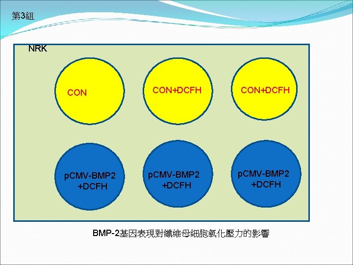 第 3組 NRK CON p. CMV-BMP 2 +DCFH CON+DCFH p. CMV-BMP 2 +DCFH BMP-2基因表現對纖維母細胞氧化壓力的影響