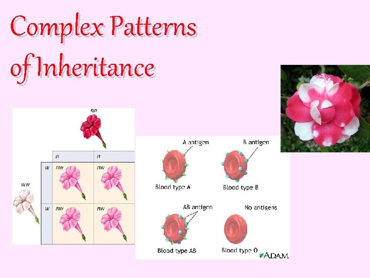 Complex Patterns of Inheritance A 