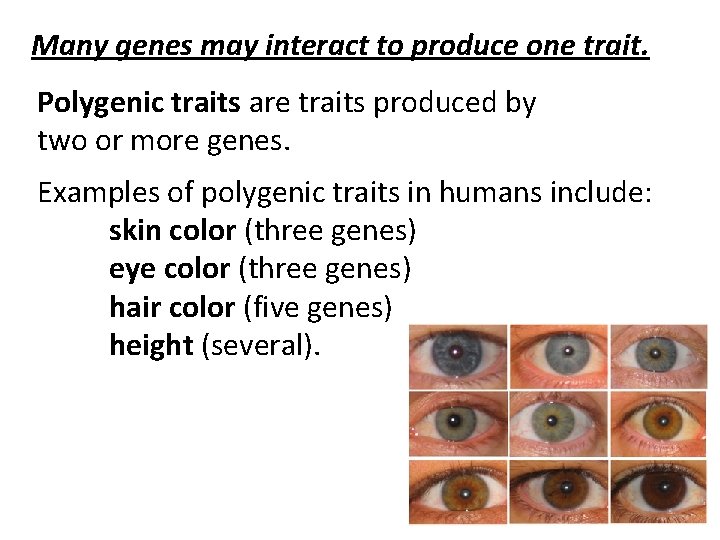  Many genes may interact to produce one trait. Polygenic traits are traits produced