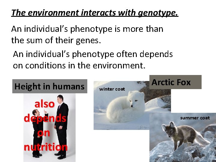 The environment interacts with genotype. An individual’s phenotype is more than the sum of