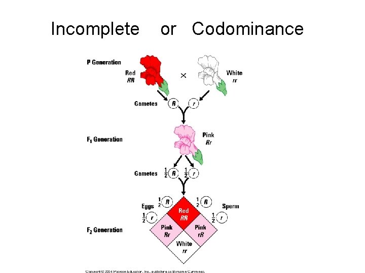 Incomplete or Codominance 