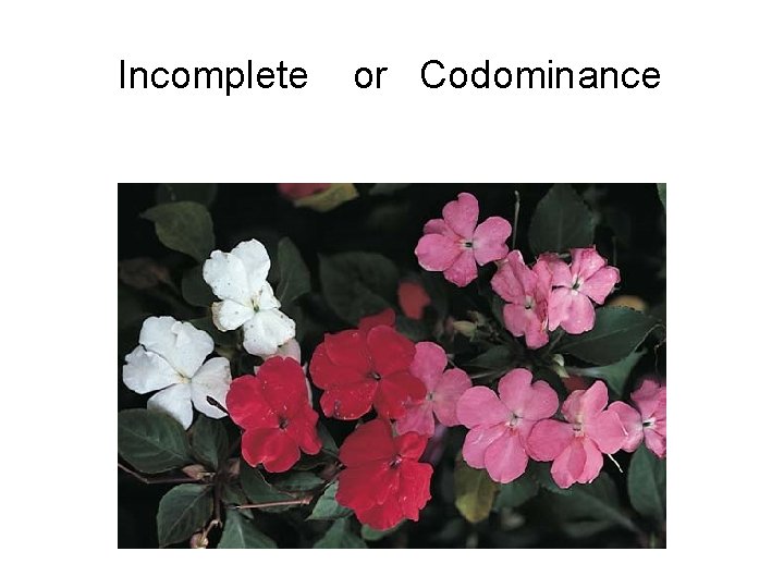 Incomplete or Codominance 