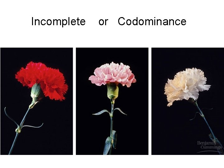 Incomplete or Codominance 