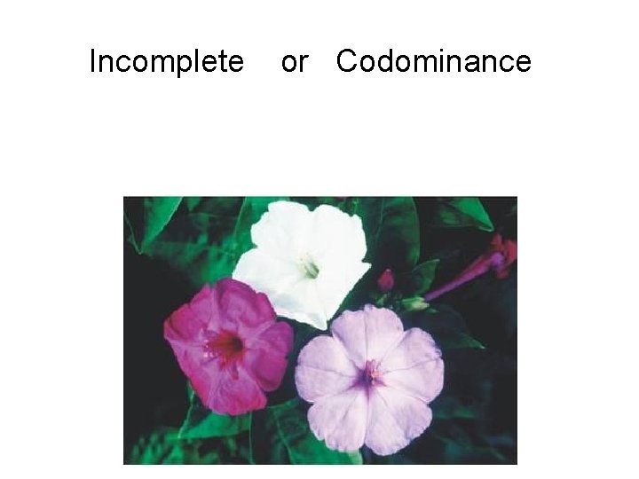 Incomplete or Codominance 