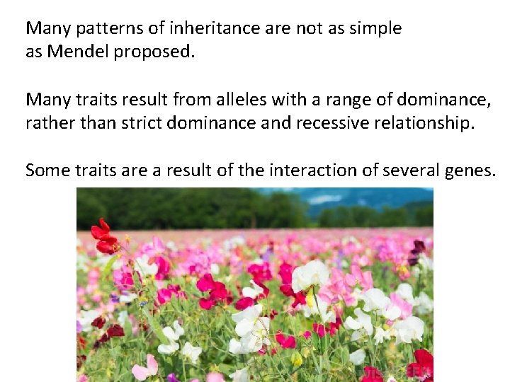 Many patterns of inheritance are not as simple as Mendel proposed. Many traits result