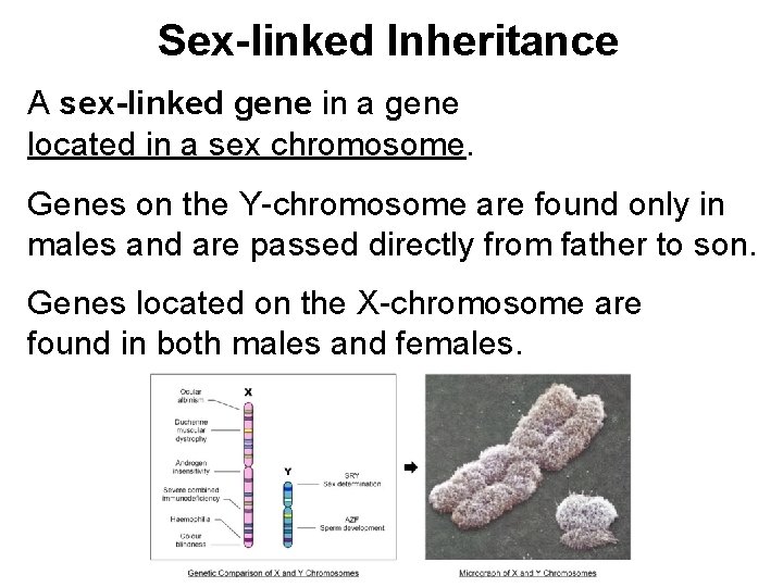 Sex-linked Inheritance A sex-linked gene in a gene located in a sex chromosome. Genes