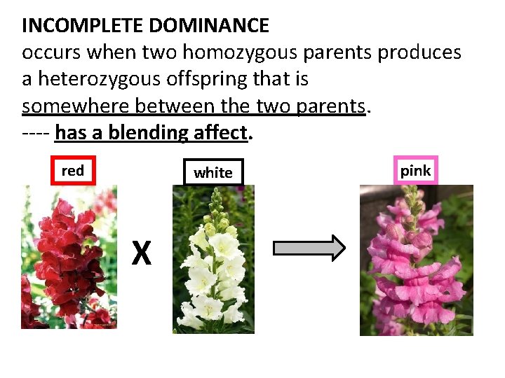 INCOMPLETE DOMINANCE occurs when two homozygous parents produces a heterozygous offspring that is somewhere