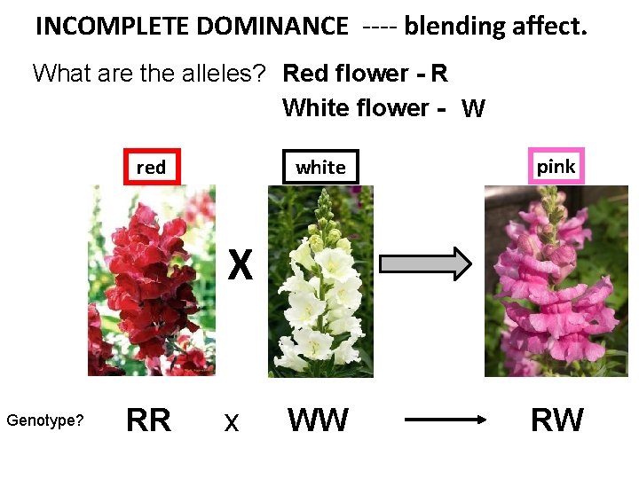 INCOMPLETE DOMINANCE ---- blending affect. What are the alleles? Red flower - R White