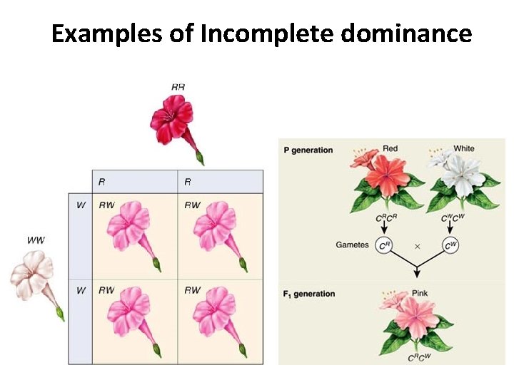 Examples of Incomplete dominance 