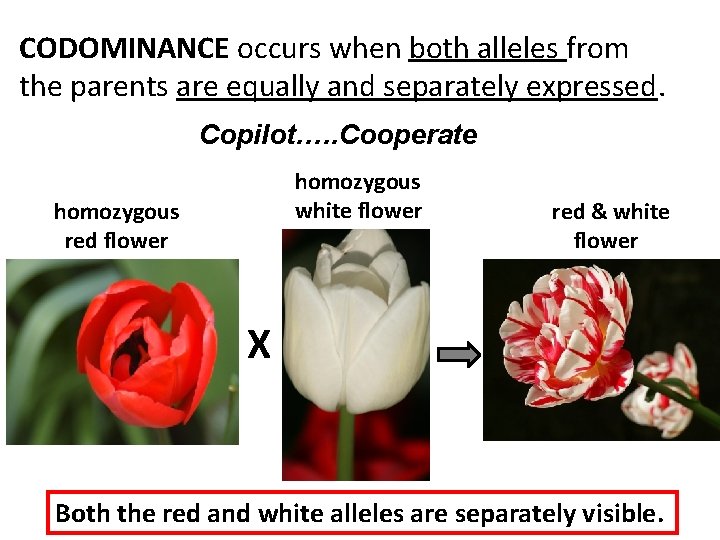 CODOMINANCE occurs when both alleles from the parents are equally and separately expressed. Copilot….