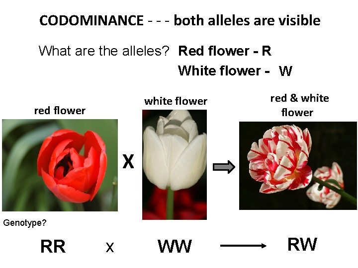 CODOMINANCE - - - both alleles are visible What are the alleles? Red flower