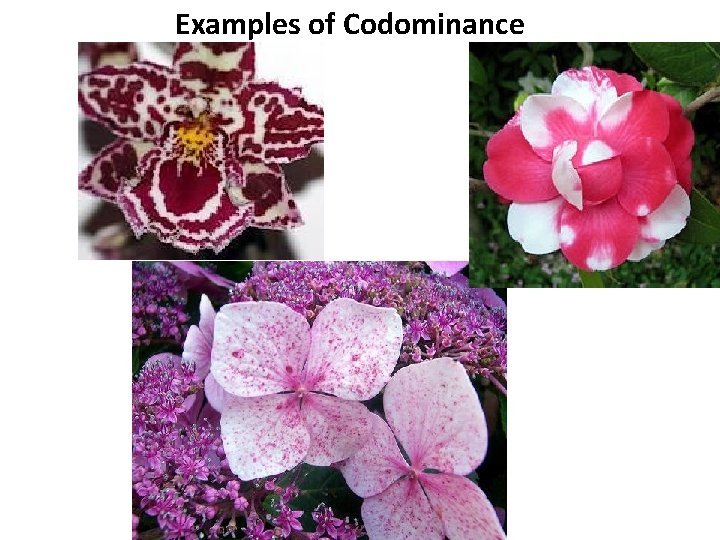 Examples of Codominance 