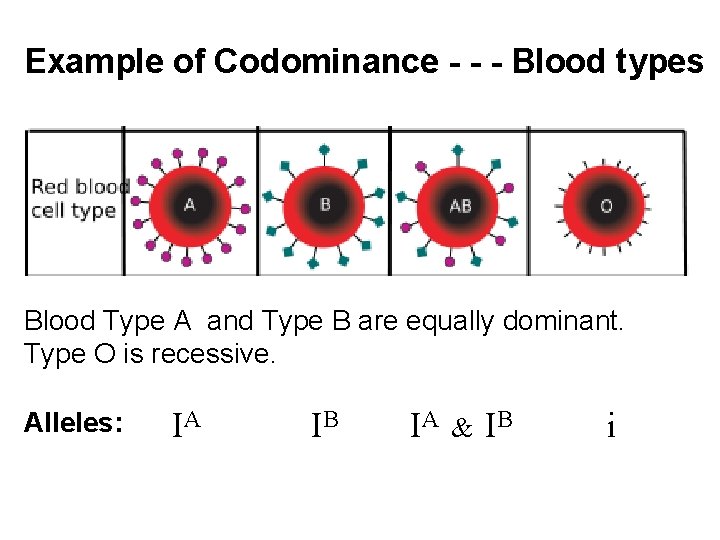 Example of Codominance - - - Blood types Blood Type A and Type B