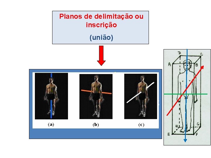 Planos de delimitação ou inscrição (união) EIXOS IMAGINÁRIOS -Longitudinal ou craniocaudal; - nteroposterior, dorsoventral