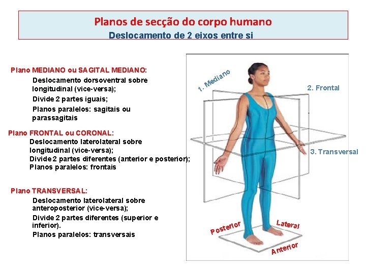 Planos de secção do corpo humano Deslocamento de 2 eixos entre si Plano MEDIANO